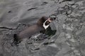 Humbolt penquin swimming