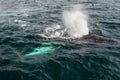 Cape cod, whale blows up in the sea
