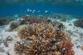 Humbug Damselfish and Corals in Raja Ampat