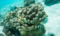 Humbug Damselfish and Dusky Surgeonfish in Ocean Reef