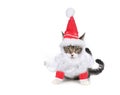 Humbug Santa Kitten Glaring at the Viewer