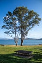 Large Eucalyptus gum trees stand beside river lake in grass parklands against blue sky Royalty Free Stock Photo