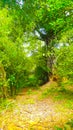 Humen walking ways through jungle