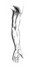 Humeral ligature at arm crease in the old book D`Anatomie Chirurgicale, by B. Anger, 1869, Paris Royalty Free Stock Photo