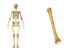 Humerus bone