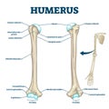 Humerus bone labeled vector illustration diagram Royalty Free Stock Photo