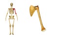 Humerus bone and Scapula Shoulder blade