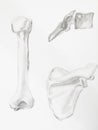 Humerus bones pencil drawing