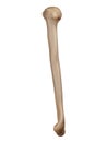 The humerus Royalty Free Stock Photo