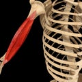 Humerus muscle