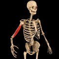 Humerus muscle