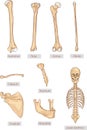 Humerus, tibia, femur, fibula, clavicle, sternum, scapula, mandible, axial skeleton detailed medical illustrations . Latin medical Royalty Free Stock Photo