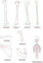 Humerus,tibia,femur,fibula,clavicle,sternum,scapula,mandible,axial skeleton detailed medical illustrations .