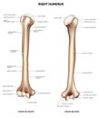 Humerus- upper arm bone Royalty Free Stock Photo