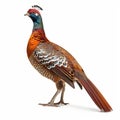 Humes_pheasant_Mrs_Humes_pheasant_Bartailed_pheasant_Female_1690599858403_1