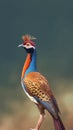 Humes_pheasant_Mrs_Humes_pheasant_Bartailed_pheasant_Syrmaticus_1690600465341_4