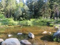 Humid Biotope in Upper Bavaria Royalty Free Stock Photo