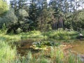 Humid Biotope in Upper Bavaria Royalty Free Stock Photo