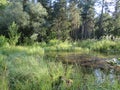 Humid Biotope in Upper Bavaria Royalty Free Stock Photo