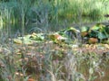 Humid Biotope in Upper Bavaria Royalty Free Stock Photo