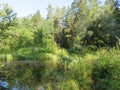 Humid Biotope in Upper Bavaria Royalty Free Stock Photo