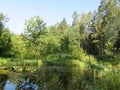 Humid Biotope in Upper Bavaria Royalty Free Stock Photo