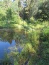 Humid Biotope in Upper Bavaria Royalty Free Stock Photo