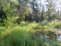 Humid Biotope in Upper Bavaria Royalty Free Stock Photo