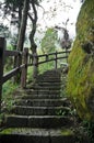 Humid and damp old stair climbing steps in deep forest Royalty Free Stock Photo