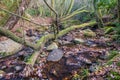 Humid riverine European forest