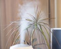 Humidifier near a home plant