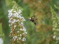 Humingbird moth on flower