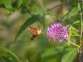 Humingbird moth in summer