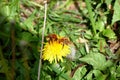 Hummel in flower