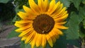 Hummel on the sunflower