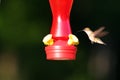 Hummer Wings Back Royalty Free Stock Photo