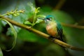 Humminbird from Colombia  in the bloom flower, Ecuador, wildlife from tropic jungle. Wildlife scene from nature.Long-tailed Sylph Royalty Free Stock Photo