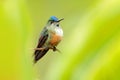 Humminbird frm Colombia in the bloom flower, Colombia, wildlife from tropic jungle. Wildlife scene from nature. Hummingbird with