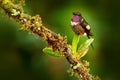 Humminbird frm Colombia  in the bloom flower, Colombia, wildlife from tropic jungle. Wildlife scene from nature. Hummingbird with Royalty Free Stock Photo