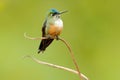 Humminbird frm Colombia in the bloom flower, Colombia, wildlife from tropic jungle. Wildlife scene from nature. Hummingbird with