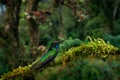 Humminbird in the nature forest habitat. Magnificent Hummingbird, Eugenes fulgens, nice bird, use wide angle lens. Wildlife scene