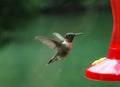 Humming Bird 1 Royalty Free Stock Photo