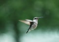 Humming Bird 2 Royalty Free Stock Photo