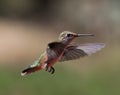 Humming bird Royalty Free Stock Photo