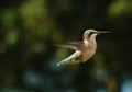 Humming bird 3 Royalty Free Stock Photo