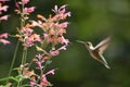 Humming Bird