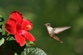 Humming Bird Approaching Flower Landscape Royalty Free Stock Photo