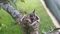 Humming bird babies in their nest Royalty Free Stock Photo