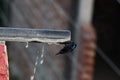 Humming bird is drinking water Royalty Free Stock Photo