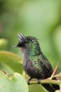 Humming bird emerald in Caribbean feeding on nectar from flower Royalty Free Stock Photo